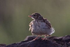 Mirafra erythroptera