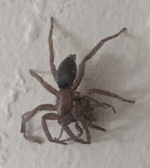 Scotophaeus blackwalli