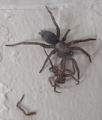 Scotophaeus blackwalli