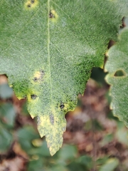 Melampsoridium betulinum