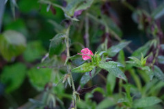 Echium rosulatum