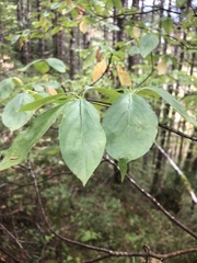 Cornus nuttallii