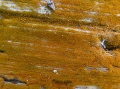 Trentepohlia aurea