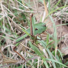 Locusta migratoria cinerascens