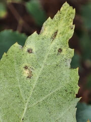 Melampsoridium betulinum