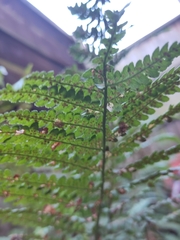 Dryopteridoideae