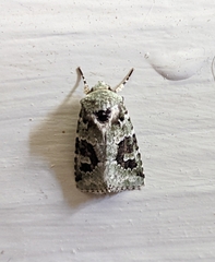 Lacinipolia implicata