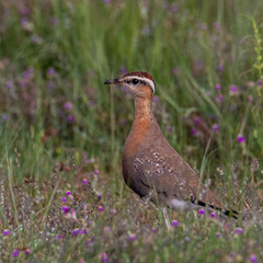 Cursorius coromandelicus