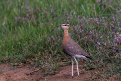 Cursorius coromandelicus