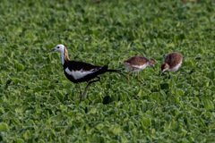 Hydrophasianus chirurgus