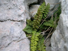 Asplenium petrarchae