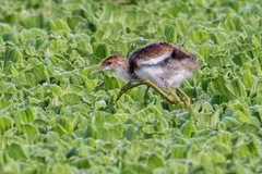 Hydrophasianus chirurgus