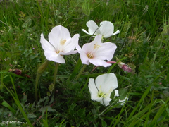 Oenothera acaulis