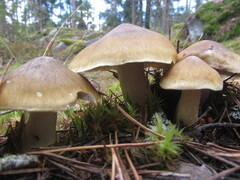 Tricholoma arvernense