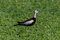 Hydrophasianus chirurgus