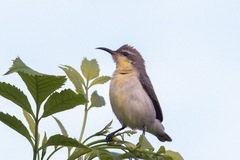 Nectariniidae