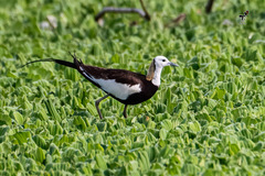 Hydrophasianus chirurgus