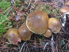 Tricholoma arvernense
