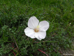 Oenothera acaulis