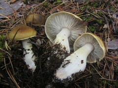 Tricholoma arvernense
