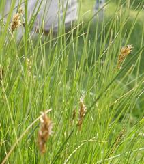 Carex arenaria