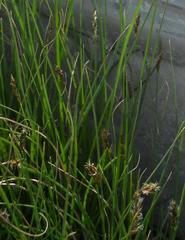 Carex arenaria