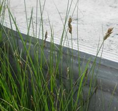 Carex arenaria