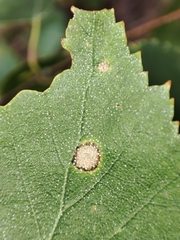 Phyllactinia betulae