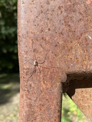 Phalangiinae