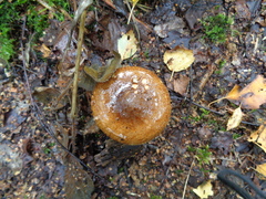 Cortinarius trivialis