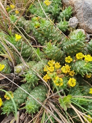 Euphorbia flanaganii