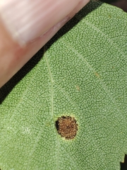 Phyllactinia betulae