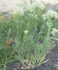 Lepidium draba