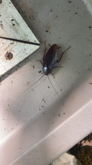 Periplaneta fuliginosa