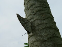 Archaeoprepona demophon