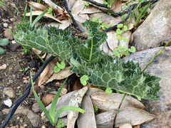 Lichtensteinia lacera