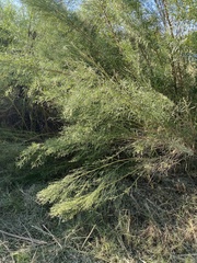 Baccharis neglecta