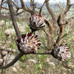 Leucadendron rubrum