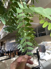 Tipuana tipu