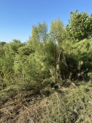 Baccharis neglecta