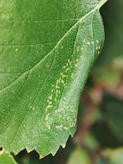 Phyllonorycter cavella