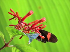 Heliconius erato hydara