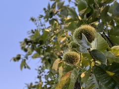 Castanea dentata