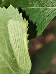 Phyllonorycter cavella