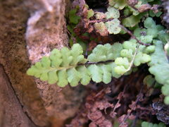 Asplenium petrarchae