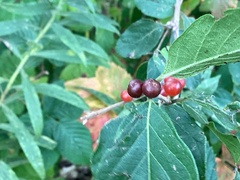 Lonicera