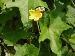 Luffa aegyptiaca