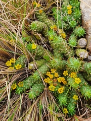 Euphorbia flanaganii