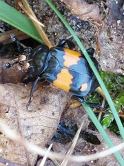 Nicrophorus vespilloides