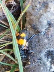 Nicrophorus vespilloides